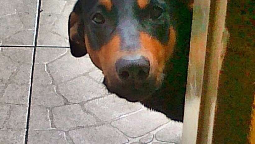 Sad dog peeking, 'Beware your unguarded thoughts'.