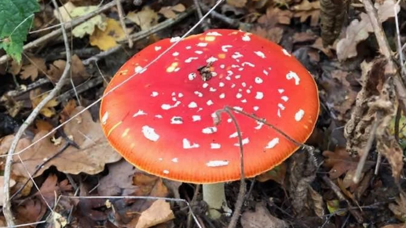 Fly agaric mushroom amongst autumn leaves